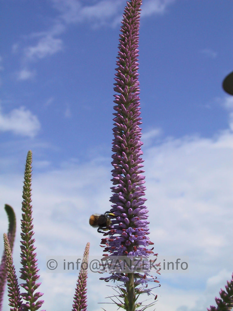 Veronicastrum virginicum Bluete1.JPG